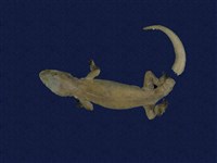 藏品(蝎虎)的圖片